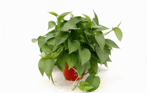 水里养的植物有哪些种类 适合懒人养的水培植物