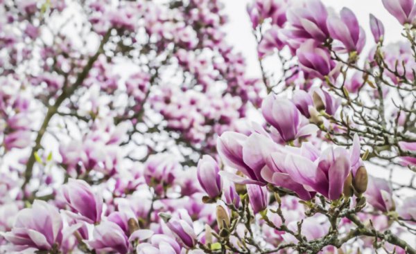 玉兰花的吉祥寓意是什么 最贵的玉兰花品种