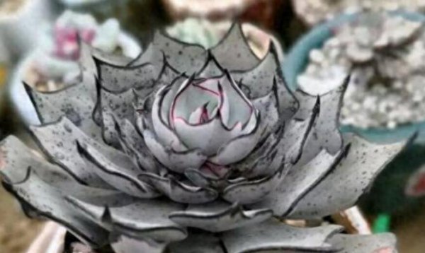 最新十大多肉植物排行榜 植物肉肉的品种大全