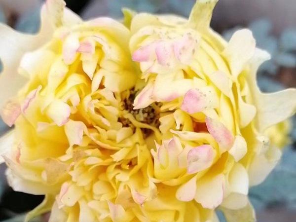 大花月季和丰花月季哪个好养 最值得入手的大花月季品种