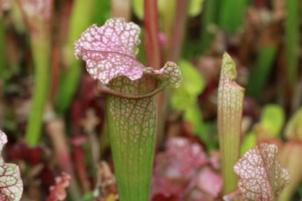 瓶子草哪个品种好养活 耐旱又好成活的草