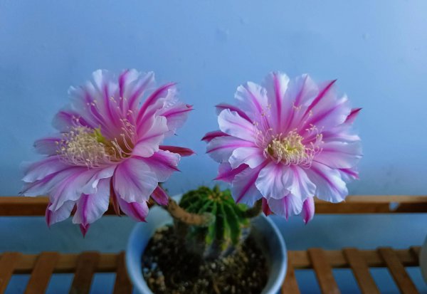 仙人球的种类及名称 常见仙人球品种大全