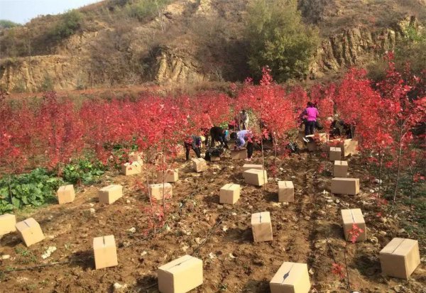 红点红枫和秋火焰哪个品种好 一年四季红叶的红枫树品种