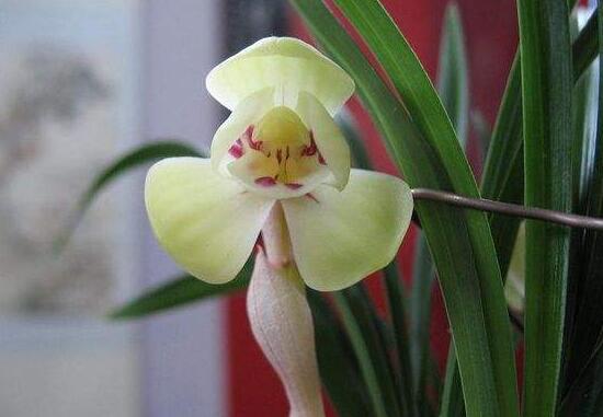 兰花品种分类 寒兰名贵品种排名