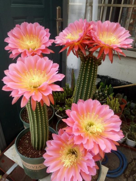 开花机器仙人球有哪些品种好 最勤花仙人球排行