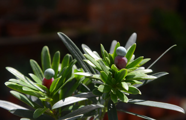 罗汉松哪个品种最贵最好养 关于罗汉松地栽种植方法