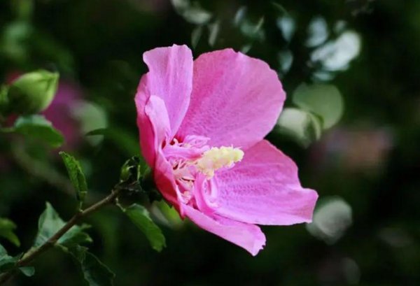 植物花卉品种大全 绿化路边花草品种大全