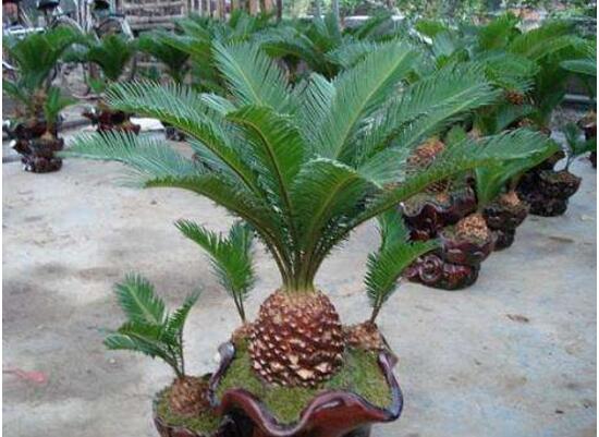 铁树种类有哪些 品种最好的铁树介绍