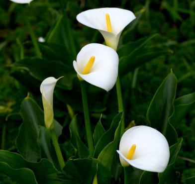 怎样养好马蹄莲花 水养花期最长的花排名