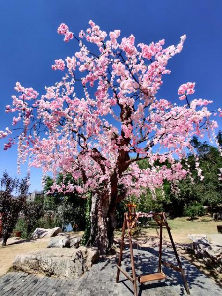 开花最好看的树排名榜 花期长又好看的树
