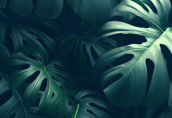 耐阴的室内大型植物有哪些 最适合家庭养殖的绿植花卉排行榜