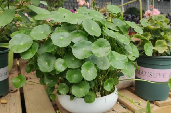 好养活的水培植物有哪些品种 可长期养的水培植物介绍