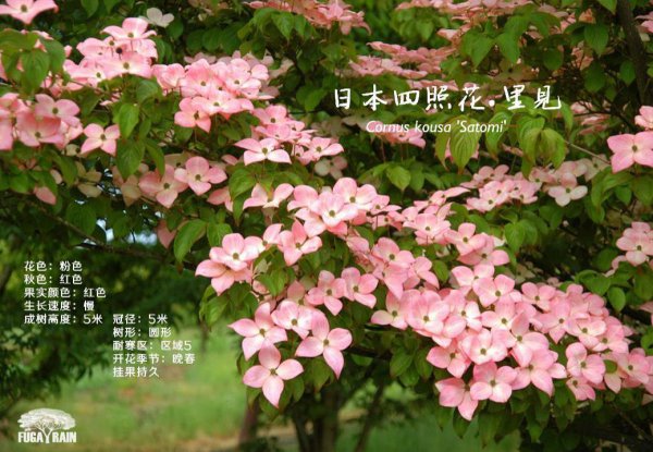 名贵景观树排名 高档小区名贵树种