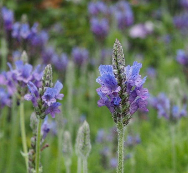 庭院驱蚊植物排行榜 推荐庭院花草驱蚊草