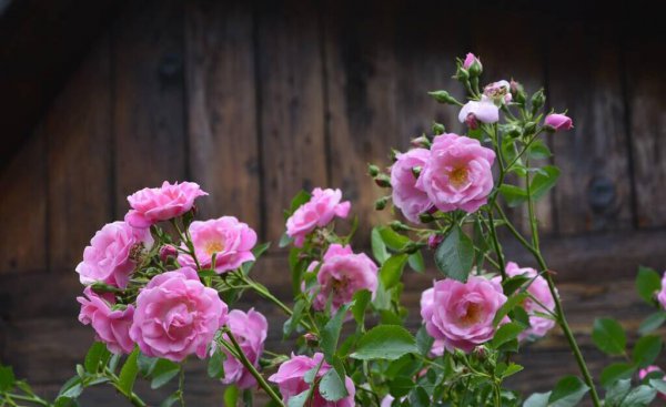 适合室内养殖的绿植品种 家养绿植品种大全