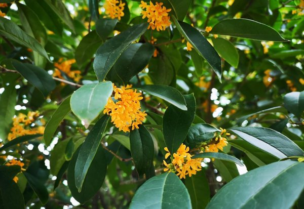 丹桂花和金桂花的区别是什么 最好的四季桂花品种