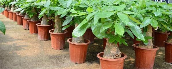 最好的发财树品种 关于发财树品种大全