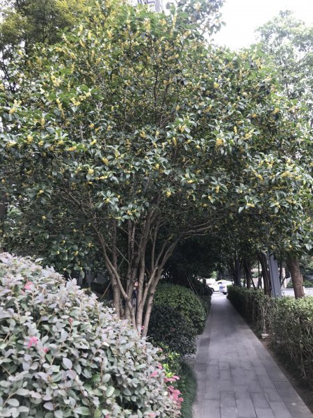 金桂银桂丹桂哪个最香 最香的桂花树品种