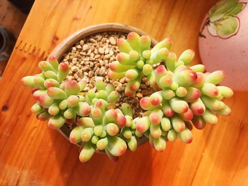 哪个品种的多肉最漂亮又好养 开花最好看的多肉植物