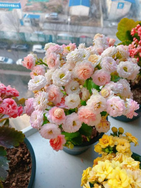 橙色长寿花花语是什么 好看的长寿花橙色品种