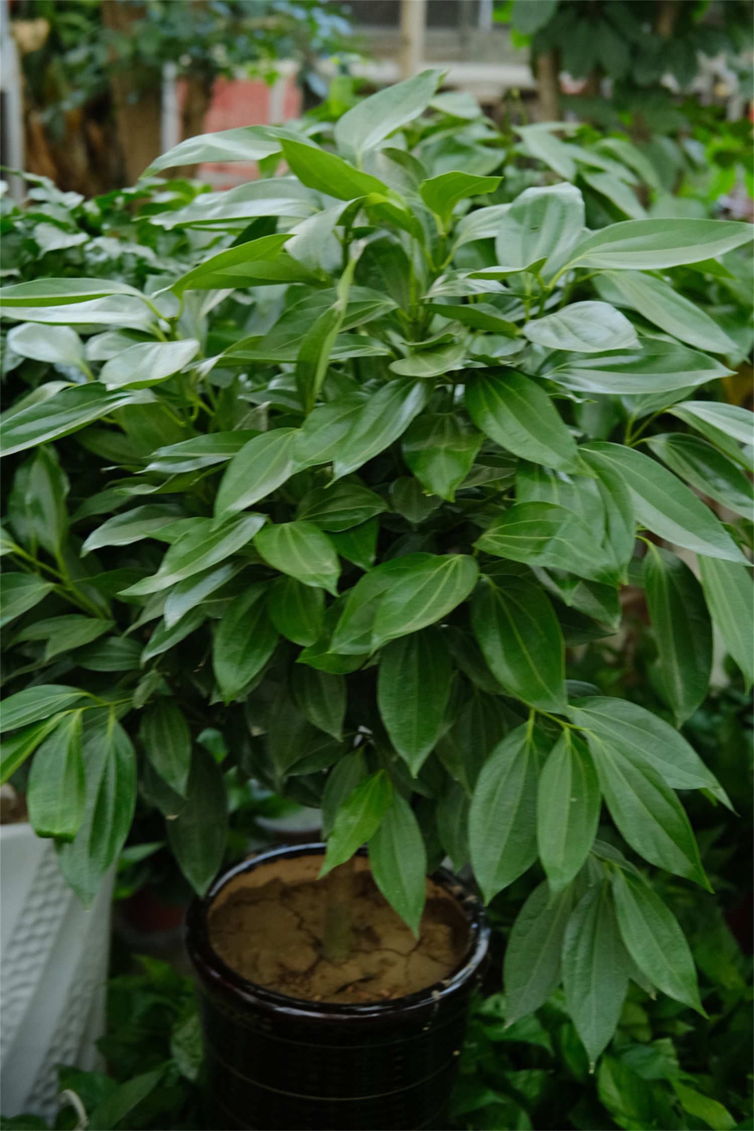 平安树能晒太阳吗，该怎么晒太阳？