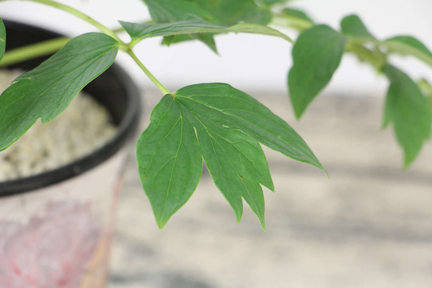 洋牡丹的养殖方法和注意事项