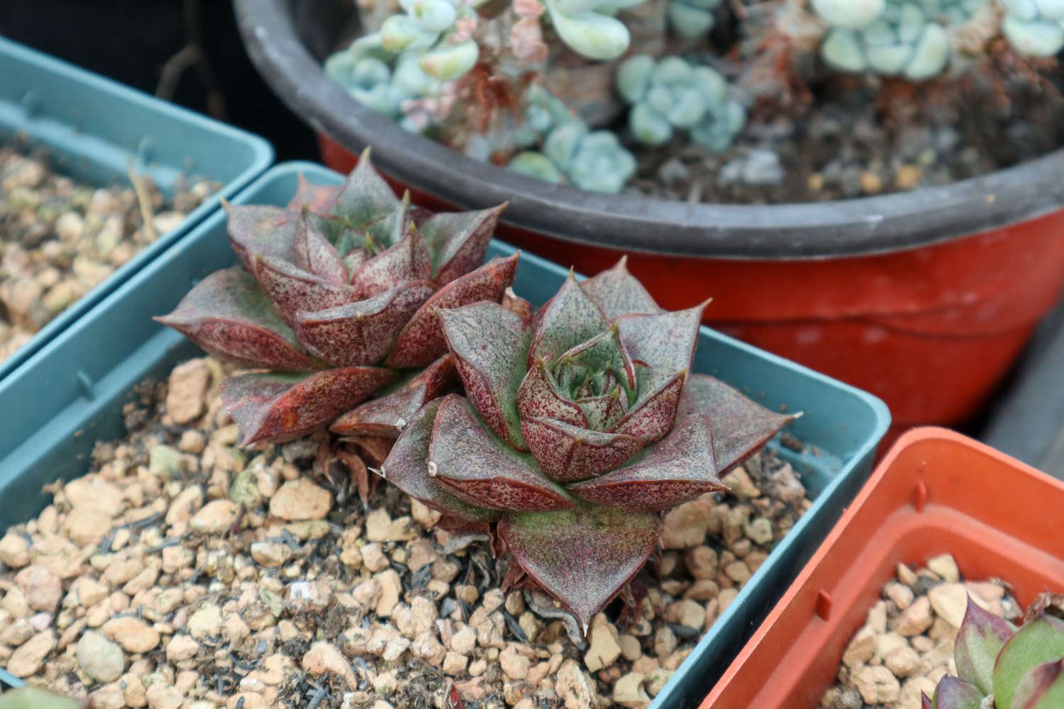 日本多肉小松的养护