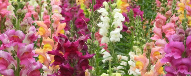 金鱼草-玄参科金鱼草属