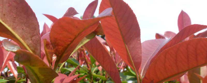 石楠-蔷薇科石楠属