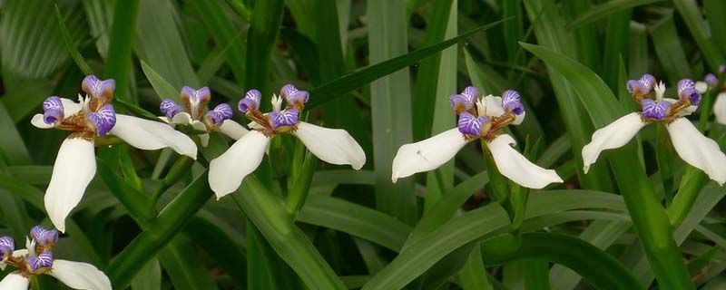 巴西鸢尾-鸢尾科巴西鸢尾属