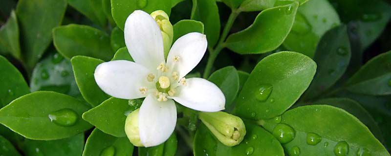 九里香-芸香科九里香属