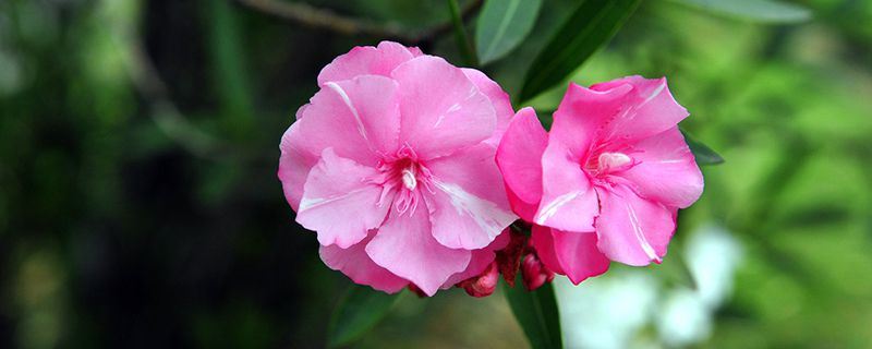 夹竹桃-夹竹桃科夹竹桃属