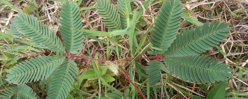 含羞草-豆科含羞草属