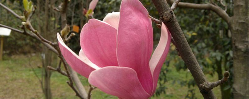 木兰花-木兰科木兰属