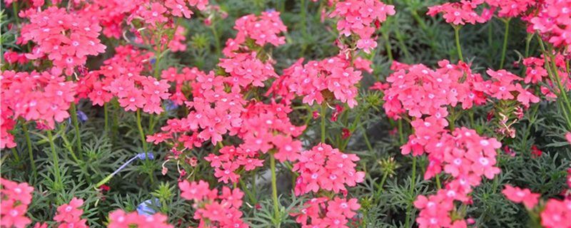 美女樱-马鞭草科马鞭草属