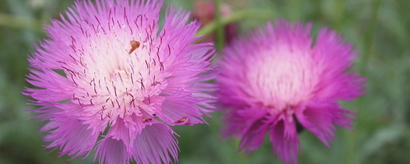 矢车菊-菊科矢车菊属