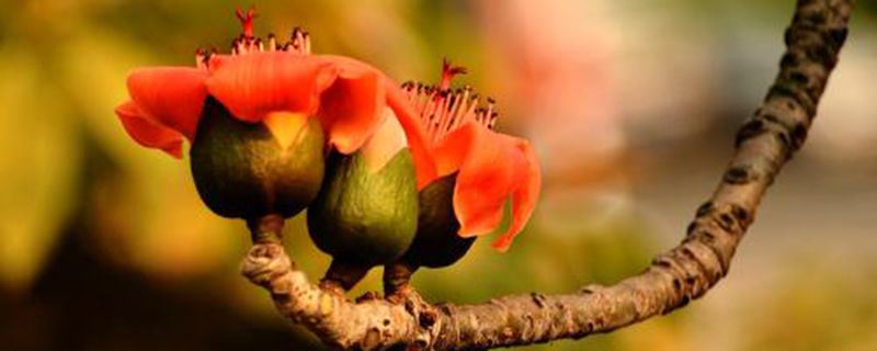 木棉-木棉科木棉属