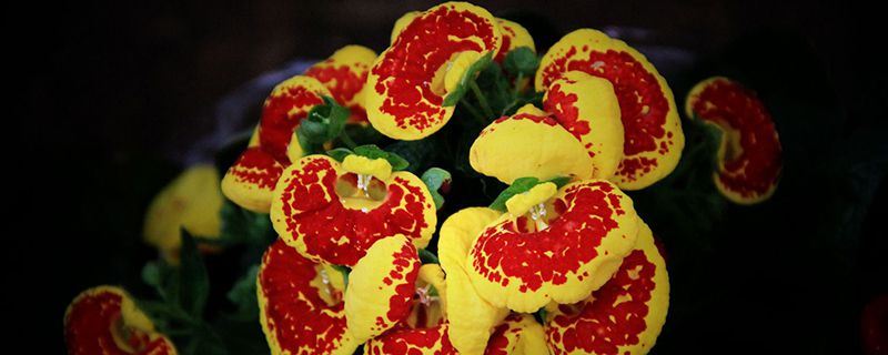 荷包花-玄参科蒲包花属