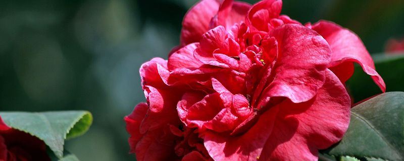 山茶花-山茶科山茶属