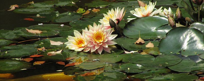 睡莲-睡莲科睡莲属