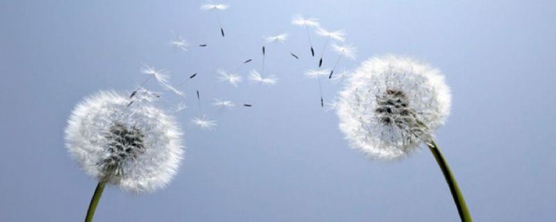 蒲公英-菊科蒲公英属