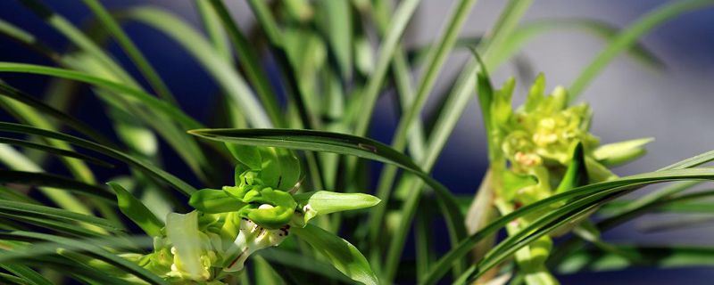 春兰-兰科兰属