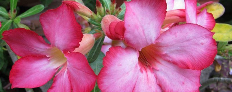 沙漠玫瑰-夹竹桃科天宝花属