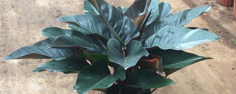 金钻-天南星科喜林芋属