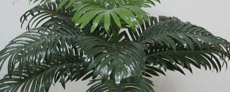 散尾葵-棕榈科散尾葵属