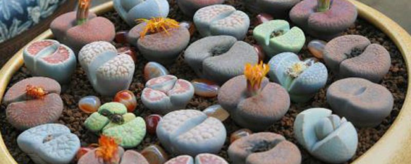 生石花-番杏科生石花属