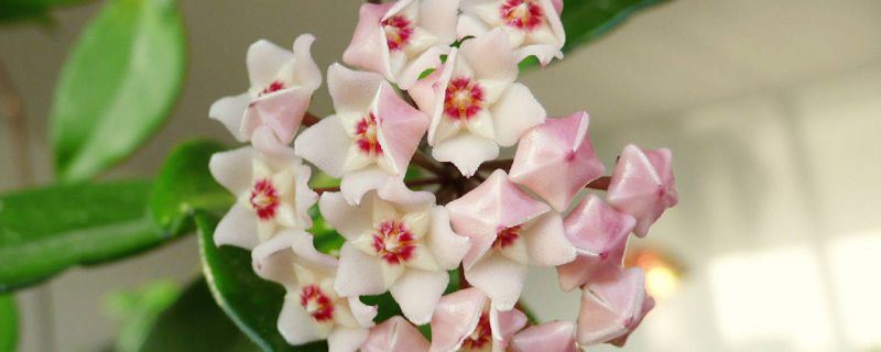 球兰-夹竹桃科球兰属