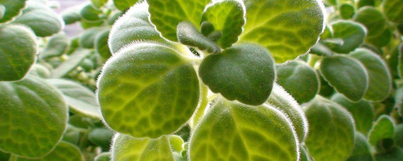 碰碰香-唇形科延命草属