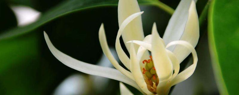 白兰-木兰科含笑属