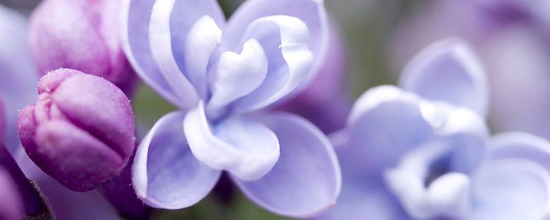 丁香蒲桃-桃金娘科蒲桃属